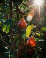 Pears on branches, sun rays peeking through leaves photo