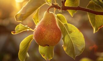 Pear on a branch with a rustic background photo