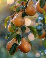 Pears on tree branches, dew on the fruit photo