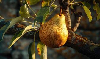 Pear on a branch with delicate sun rays photo