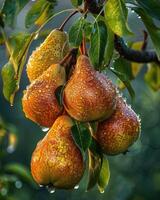 Pears on tree branches, dew on the fruit photo