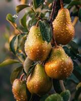 Pears on tree branches, dew on the fruit photo