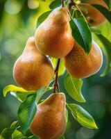 Pears on branches, sun rays peeking through leaves photo
