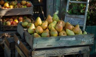 Pears displayed for sale at a roadside stand photo
