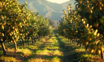 Rows of pear trees in an orchard photo