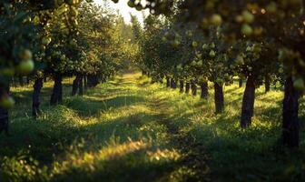 Rows of pear trees in an orchard photo