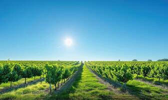 Vineyard landscape with rows of grapevines under a clear blue sky photo