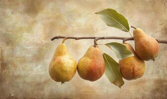 Pear branch with three pears and soft focus background photo