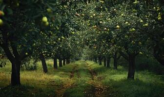 Pear orchard with a path through the trees photo