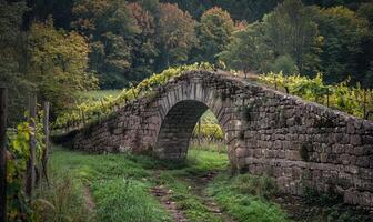 Vineyard with grapevines and an old stone bridge photo