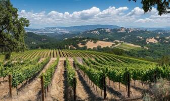 Vineyard on a hillside with a view of the valley photo