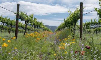 Vineyard with wildflowers growing between grapevines photo