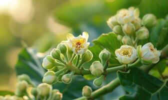 Close-up of a fig tree in bloom photo