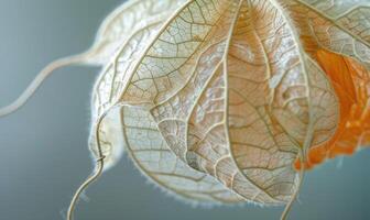 A close-up of physalis with a focus on the intricate pattern of the husk photo