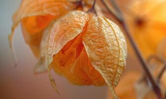 A close-up of physalis with a focus on the intricate pattern of the husk photo