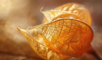 Macro view of physalis with a focus on the delicate husk texture photo
