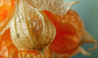 Macro view of physalis with a focus on the delicate husk texture photo