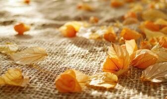 Physalis scattered on a burlap fabric, with autumn leaves photo