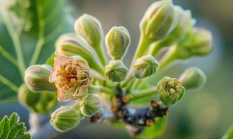 Fig tree blossoms and young figs, close-up photo