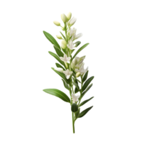 White lilies of the valley on transparent background png