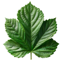 Realistic Green Leaf on Transparent Background png