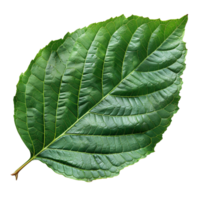 Realistic Green Leaf on Transparent Background png