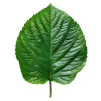 Realistic Green Leaf on Transparent Background png