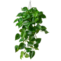 Realistic Green Leaf on Transparent Background png