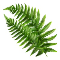 Realistic Green Leaf on Transparent Background png