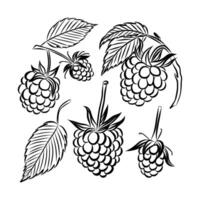 A branch of raspberry. A set of black and white illustrations of raspberries. Outline raspberry. Design festive cards and invitations for seasonal summer celebrations, beach cocktail parties. vector