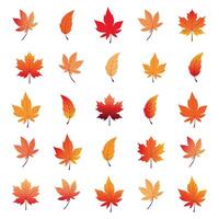 autumn leaves set isolated on white background vector