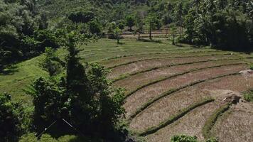 Rice fields with palm trees in the Philippines video