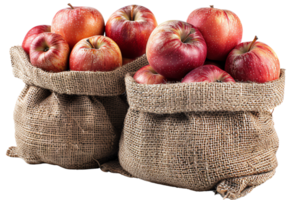 Two burlap sacks filled with fresh, vibrant red apples. Perfect shot for themes of harvest, farm produce, and healthy eating. png