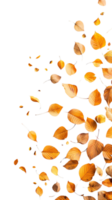 Vibrant autumn leaves in various shades of orange and brown falling gracefully, capturing the essence of the fall season. png