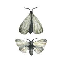 Gray night moths flying and with folded wings. Watercolor illustration, hand drawn. Set of isolated elements on a white background. vector