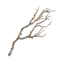 Brown dry tree branch without leaves. Watercolor illustration hand drawn in botanical style. Separate object element isolated from background. vector