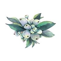 Snowberry branch with white berries and green leaves. Hand-drawn watercolor illustration for winter, New Year, Christmas decoration. Separate element isolated from the background. vector
