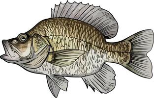 Artwork of crappie fish vector