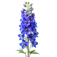 Larkspur flower isolated on a transparent background png