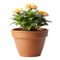 Plant pot flower isolated in transparent background png
