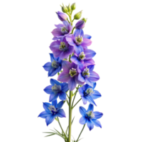 Larkspur flower isolated on a transparent background png