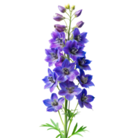 Larkspur flower isolated on a transparent background png