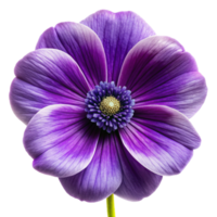 Violet flower isolated on transparent background png