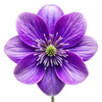 Violet flower isolated on transparent background png