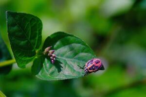 Photograph of Perillus Bioculatus type bed bug on a leaf. Background of beautiful and exotic animals in the wild. Animal Wildlife. Animal Macros. Fauna Photography. Macro Concept photo