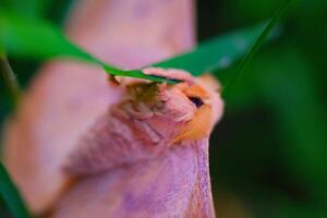 Photography of the mouth, legs and abdomen of a moth when perched on the tip of a leaf. Background of beautiful and exotic animals in the wild. Animal Wildlife. Animal Macro. Fauna Photgraphy. Macro photo