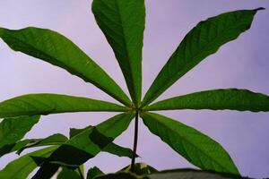 Background of Infected Cassava Leaves. Textured Details of beautiful and exotic Plants in the wild. Graphic Resources. Botanical Photography. Blooming Flowers. Blossom, Flora, Botany. photo
