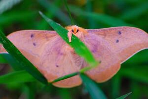 Photograph of Brown Moth perched on the grass. Background of beautiful and exotic animals in the wild. Animal Wildlife. Animal Macros. Animal Photography. Macro Photography Concept photo