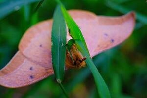Photograph of Brown Moth perched on the grass. Background of beautiful and exotic animals in the wild. Animal Wildlife. Animal Macros. Animal Photography. Macro Photography Concept photo