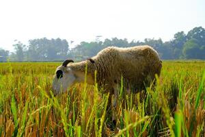 Photograph of a Cattle Goats eating grass in the morning. Animal Farming Industry. Graphic Resources. Selective Focus. Nature Photography Concept photo